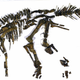 The nearly complete skeleton of Kamuysaurus japonicus.
